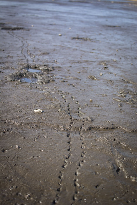Birds in the mud